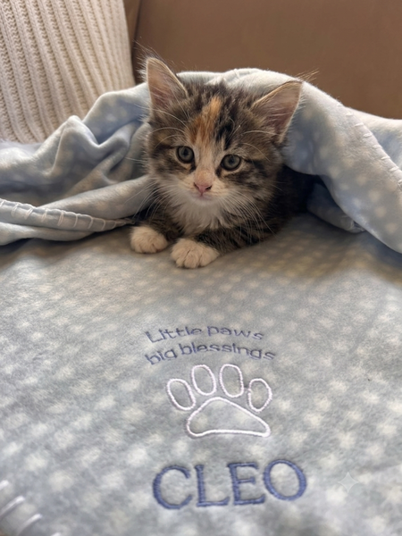 Great and Small - Embroidered Pet Blanket - Blue/Sage