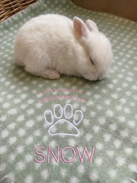 Perfect Little Creature - Embroidered Pet Blanket - Blue/Sage