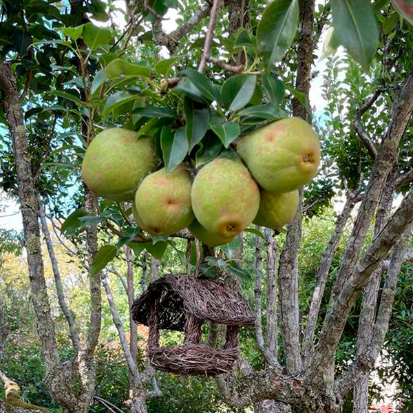 Pear jam organic monastery pear jam