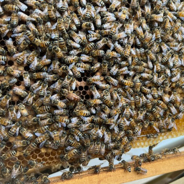 bees bee hives pure raw monastery honey